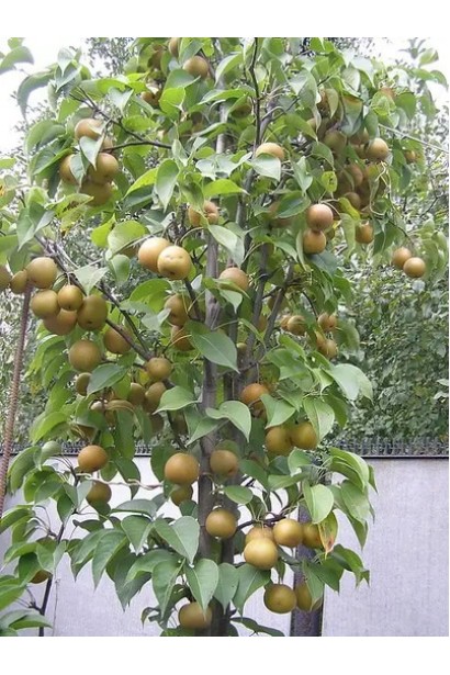 Груша азійська Коко Суї дерево